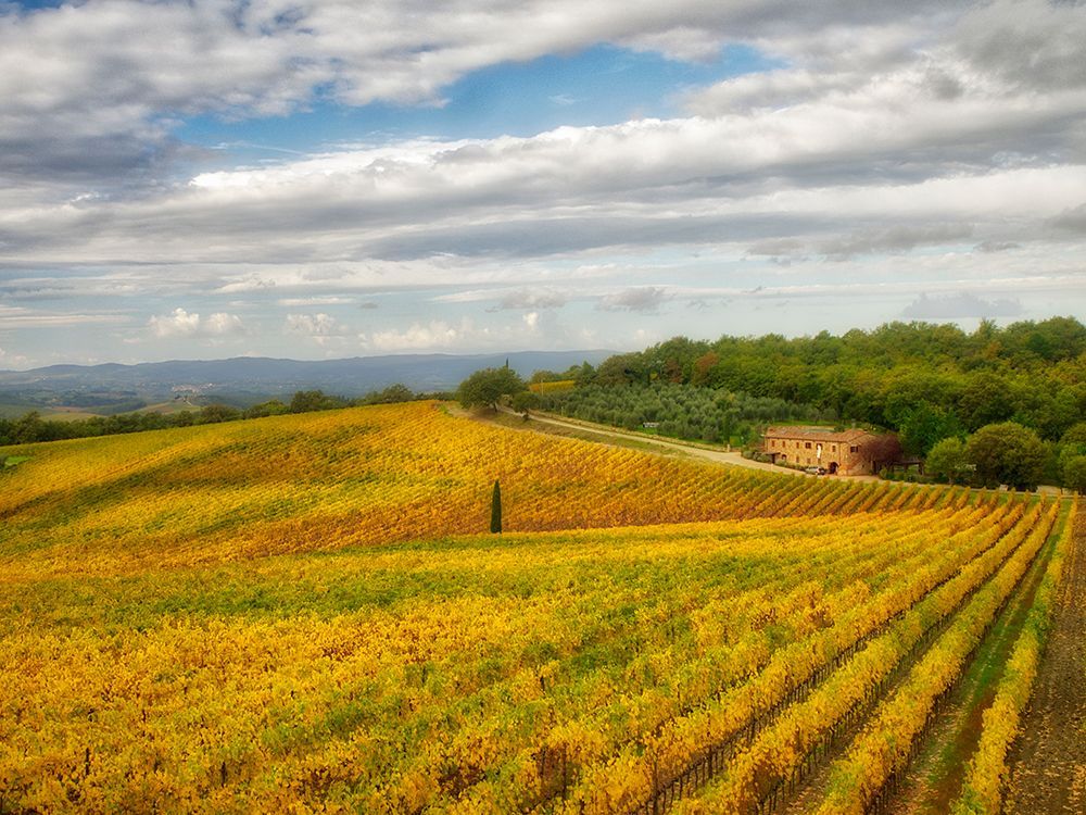 Italy-Tuscany Colorful vineyard in autumn art print by Julie Eggers for $57.95 CAD